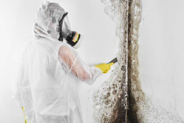 Best Commercial Mold Removal  in Syracuse, IN